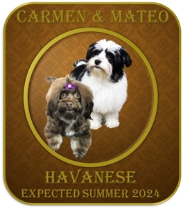 Havanese (Carmen x Mateo II)